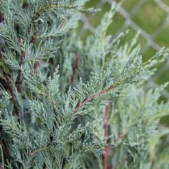 Moonglow Juniper -Garden Plant Store Moonglow Juniper 2 FGT