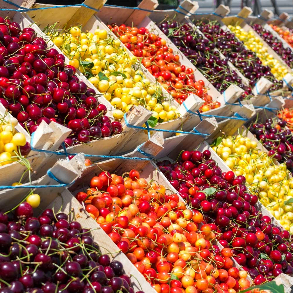 3-in-1 Cherry Tree 4 3-in-1 Cherry Tree - Image 2