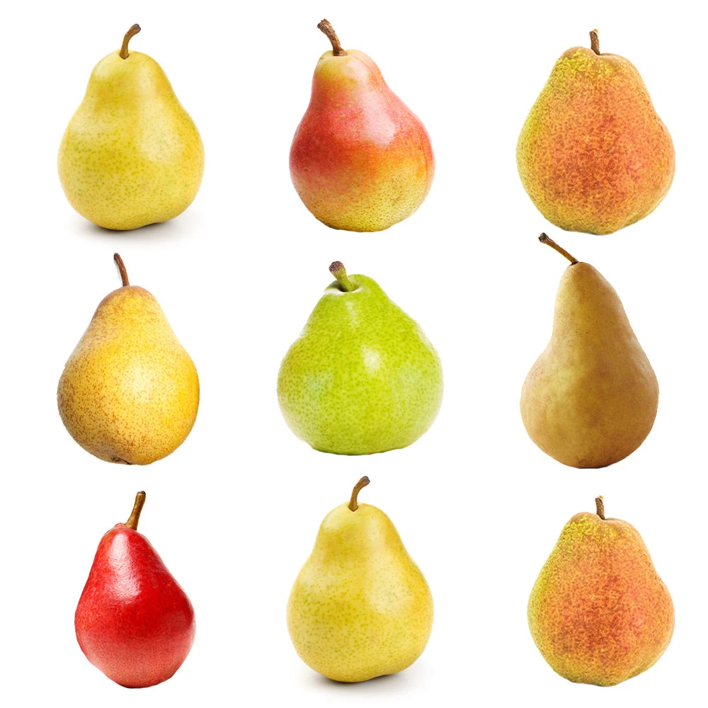 3-in-1 Pear Tree 4 3-in-1 Pear Tree - Image 2