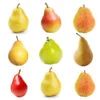 3-in-1 Pear Tree 2 3-in-1 Pear Tree -Garden Plant Store Multifruit Pear 600x600 c569229c edfb 40ee 81c9 4b34ecffe63b