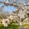 NE Plus Almond Tree 2 NE Plus Almond Tree -Garden Plant Store NE Plus Almond 2