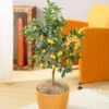 Nagami Kumquat Tree -Garden Plant Store Nagami Kumquat FGT 600x600 b6a6cf15 c18f 474b bd69 34a2bc9e43b5