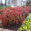 Fire Power Nandina Shrub 1 Fire Power Nandina Shrub -Garden Plant Store Nandina Firepower FGT 600x600 1cb8a9da 1064 4337 8dde 369891757fd3