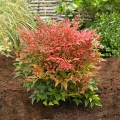 Obsession™ Nandina Shrub -Garden Plant Store Nandina Obsession 2