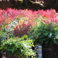Obsession™ Nandina Shrub -Garden Plant Store Nandina Obsession 7 FGT