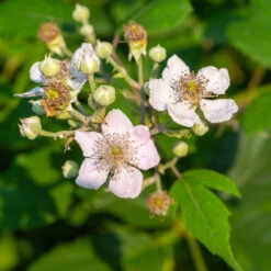 Navaho Blackberry 10 Navaho Blackberry -Garden Plant Store Navaho Blackberry 1