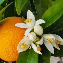 Navel Orange Tree 9 Navel Orange Tree -Garden Plant Store Navel Orange 4