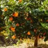 Navel Orange Tree - USDA Organic -Garden Plant Store Navel Orange FGT 600x600 282a6b72 5524 4c0e be53 86a591cdf334