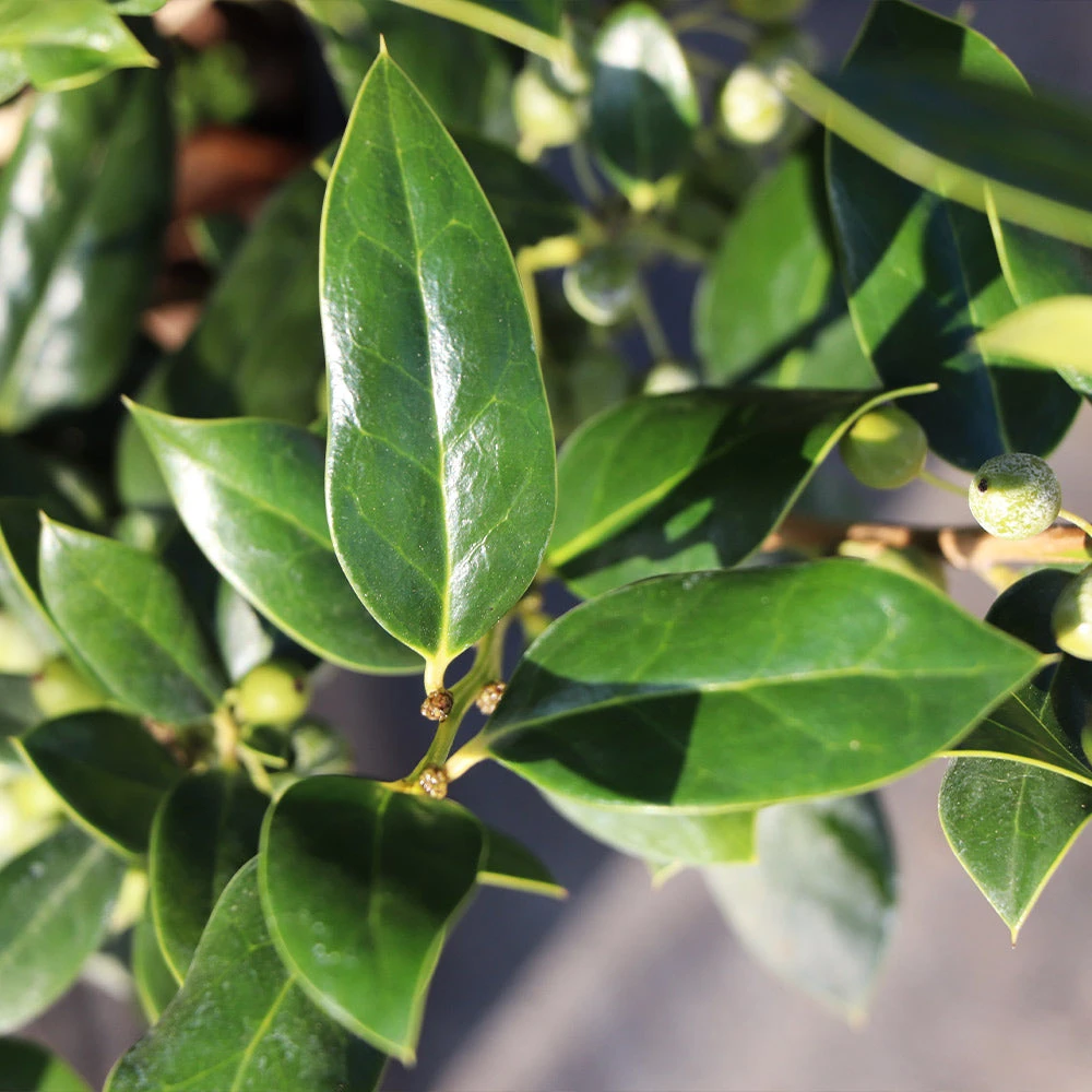 Needlepoint Holly 5 Needlepoint Holly - Image 3