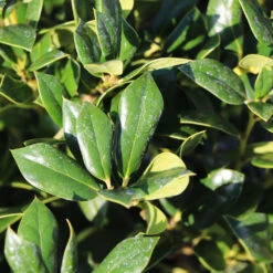 Needlepoint Holly 10 Needlepoint Holly -Garden Plant Store Needlepoint Holly 4