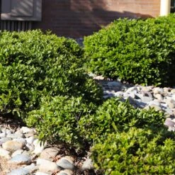 Needlepoint Holly 11 Needlepoint Holly -Garden Plant Store Needlepoint Holly 5