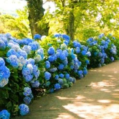 Nikko Blue Hydrangea 8 Nikko Blue Hydrangea -Garden Plant Store Nikko Blue Hydrangea 1 FGT