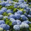 Nikko Blue Hydrangea -Garden Plant Store Nikko Blue Hydrangea FGT 600x600 6900873b 2306 471d 9456 2b382bfd0b17