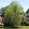 Niobe Golden Weeping Willow 1 Niobe Golden Weeping Willow -Garden Plant Store Niobe weeping willow 600x600 d28419af 791e 4f15 bac9 b32ab8cc9129