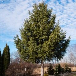 Norway Spruce Tree -Garden Plant Store Norway Spruce 2 FGT
