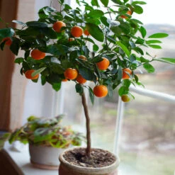 Nules Clementine Tree 8 Nules Clementine Tree -Garden Plant Store Nules Clementine 2 FGT c092ce2d a906 45fb 86fe 704ce2a65d74