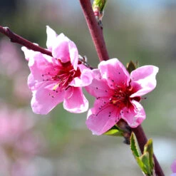 Indian Free White Peach Tree -Garden Plant Store OHenry Peach 1 a8c9af02 394c 42ec 8c32 10aa2bbdcc4b