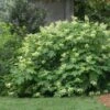 Oakleaf Hydrangea Shrub -Garden Plant Store Oakleaf Hydrangea FGT 600x600 d2944eba ae70 47b7 8382 af278ed9c7a7