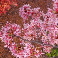 Okame Cherry Tree -Garden Plant Store Okame Cherry 01 FGT