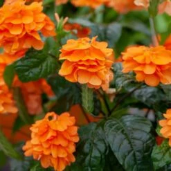 Garden Plant Store -Garden Plant Store Orange Marrmelade Crossandra 2 FGT