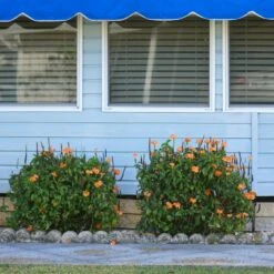 Orange Marmalade Crossandra Shrub 8 Orange Marmalade Crossandra Shrub -Garden Plant Store Orange Marrmelade Crossandra 4