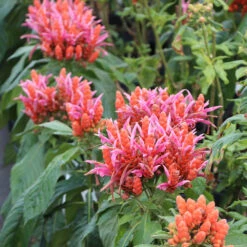 Orange Shrimp Plant -Garden Plant Store Orange Shrim plant 2 BB