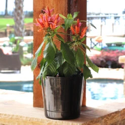 Orange Shrimp Plant -Garden Plant Store Orange Shrim plant 3