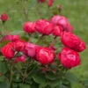Oso Easy® Double Red Rose -Garden Plant Store Oso Double Red Rose 2 600x600 b585947e 509f 4e63 b94a b06c884252b5