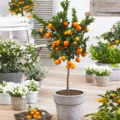 Owari Satsuma Mandarin Tree - USDA Organic -Garden Plant Store Owari Satsuma Mandarin 1 4470a351 44f9 43a5 a430 526c25aee429
