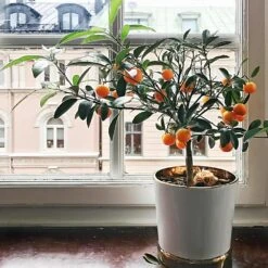 Page Mandarin Tree 8 Page Mandarin Tree -Garden Plant Store Page Mandarin Tree 1 FGT