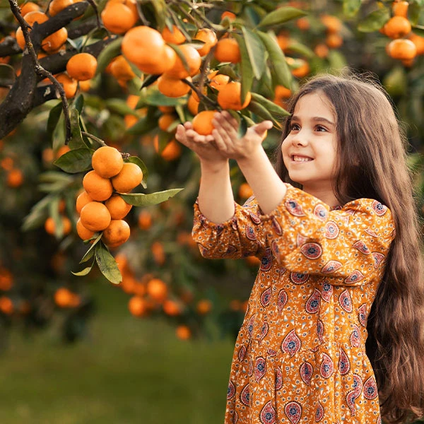 Page Mandarin Tree 3 Page Mandarin Tree
