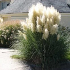 Pampas Grass -Garden Plant Store Pampas Grass 4 FGT