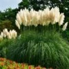 Pampas Grass 2 Pampas Grass -Garden Plant Store Pampas Grass FGT 600x600 436bbafb 3875 4ed1 ac01 b037b42f7a7d