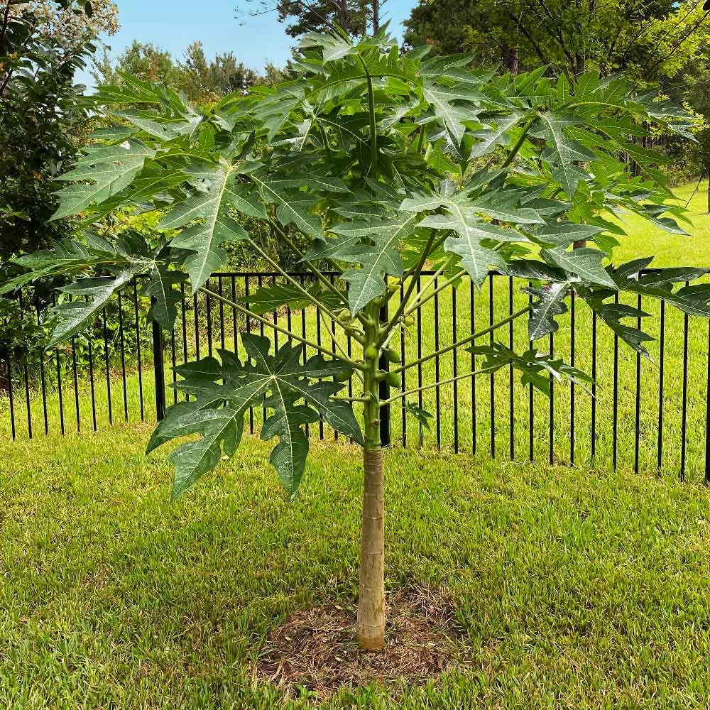 Papaya Tree 9 Papaya Tree - Image 7