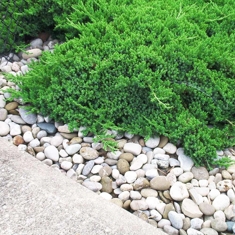 Parson’s Juniper 4 Parson’s Juniper - Image 2