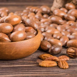 Pawnee Pecan Tree 9 Pawnee Pecan Tree -Garden Plant Store Pawnee Pecan 4 FGT