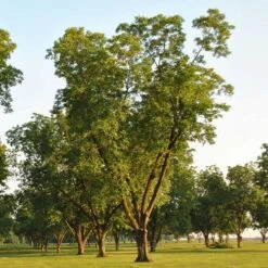 Pawnee Pecan Tree 8 Pawnee Pecan Tree -Garden Plant Store Pawnee Pecan 5 FGT