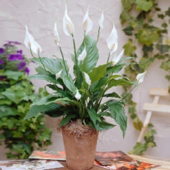 New Apartment House Plant Kit -Garden Plant Store Peace Lily 3 98e084f7 4479 41ec 9230 4271b765469e