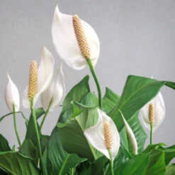 Peace Lily Plant 14 Peace Lily Plant -Garden Plant Store Peace Lily 6