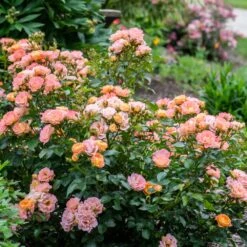 Peach Drift® Rose -Garden Plant Store Peach Drift Rose 2 FGT
