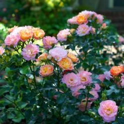 Peach Drift® Rose -Garden Plant Store Peach Drift Rose 4 FGT
