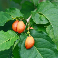 Peanut Butter Fruit Tree 9 Peanut Butter Fruit Tree -Garden Plant Store Peanut Butter Tree 1 FGT