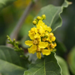 Peanut Butter Fruit Tree 11 Peanut Butter Fruit Tree -Garden Plant Store Peanut Butter Tree 7