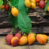 Peanut Butter Fruit Tree -Garden Plant Store Peanut Butter Tree FGT 600x600 b0d8cd74 ceb9 4218 9cb0 759ebb958475