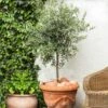 Pendolino Olive Tree 1 Pendolino Olive Tree -Garden Plant Store Pendolino Olive FGT 600x600 231f38ca 5d36 47ad 97c6 31ac8f015baf