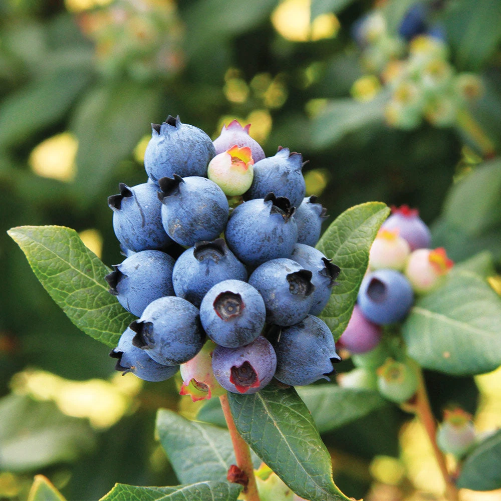 Bushel And Berry® Perpetua Blueberry 5 Bushel And Berry® Perpetua Blueberry - Image 3