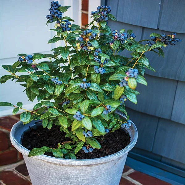 Bushel And Berry® Perpetua Blueberry 3 Bushel And Berry® Perpetua Blueberry