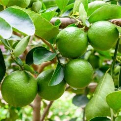 Persian 'Bearss' Lime Tree - USDA Organic 10 Persian 'Bearss' Lime Tree - USDA Organic -Garden Plant Store Persian Lime Tree 5 FGT 41a57d08 50dd 41a5 856b af8657a65429