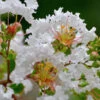 Petite Snow™ Crape Myrtle Tree 1 Petite Snow™ Crape Myrtle Tree -Garden Plant Store Petite Snow Crape Myrtle 600x600 439479aa ee2a 4480 a47a 1c705887b9c5