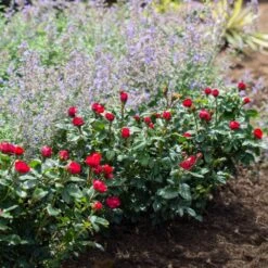 Petite Knock Out® Rose 11 Petite Knock Out® Rose -Garden Plant Store Petite Red Knockout Rose4